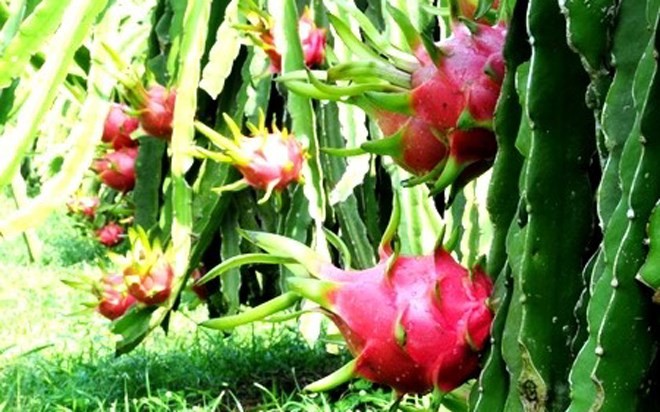 Fruits exotiques du Sud Vietnam - ảnh 5